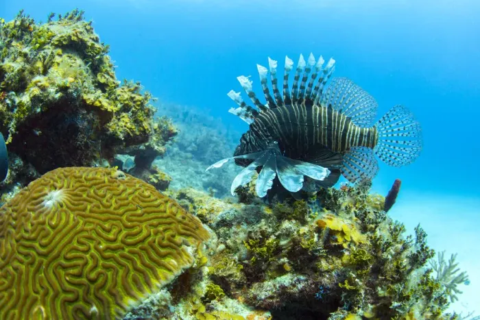 Framed Print : An invasive lionfish swims along the edge of a coral reef on the north coast of Cuba Framed Print : An invasive lionfish swims along the edge of a coral reef on the north coast of Cuba