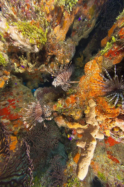 Invasive species, Indo Pacific Lionfish (Pterois volitans) West Sand Ridge, Bahamas