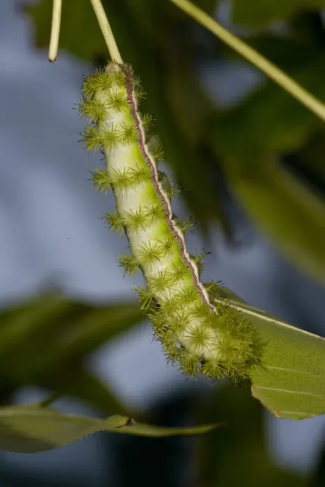Framed Print : IO Moth Caterpillar Automeris io Native to Eastern US Framed Print : IO Moth Caterpillar Automeris io Native to Eastern US