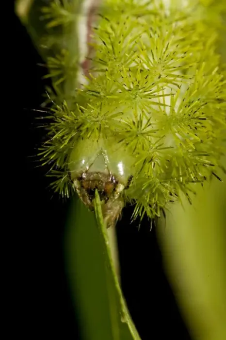 Framed Print : IO Moth Caterpillar Automeris io Native to Eastern US