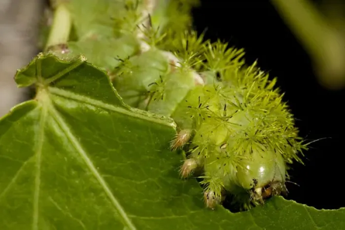 Framed Print : IO Moth Caterpillar Automeris io Native to Eastern US Framed Print : IO Moth Caterpillar Automeris io Native to Eastern US