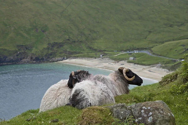 Ireland, Achill Island. Sheep rest atop the steep hills above Keem Bay