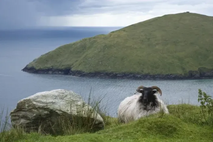 Framed Print : Ireland, Achill Island. Sheep rest atop the steep hills above Keem Bay Framed Print : Ireland, Achill Island. Sheep rest atop the steep hills above Keem Bay