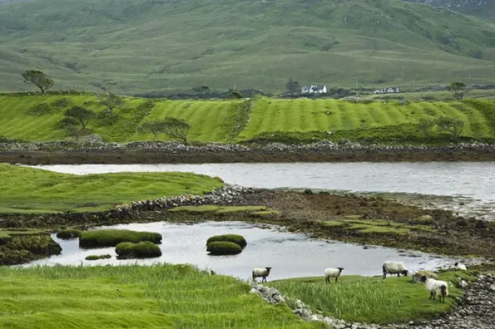 Framed Print : Ireland, Claggan. Remnants of the potato fields are evident in fields now grazed by sheep Framed Print : Ireland, Claggan. Remnants of the potato fields are evident in fields now grazed by sheep
