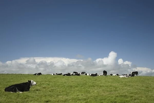 Ireland, County Cork. Cows graze in a lush green field near the coast