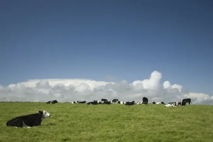 Framed Print : Ireland, County Cork. Cows graze in a lush green field near the coast Framed Print : Ireland, County Cork. Cows graze in a lush green field near the coast
