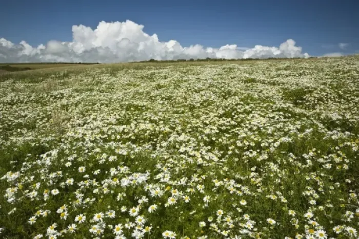 Framed Print : Ireland, County Cork. A field of daisies greets you along the coastal walking path near Ballycotton Framed Print : Ireland, County Cork. A field of daisies greets you along the coastal walking path near Ballycotton