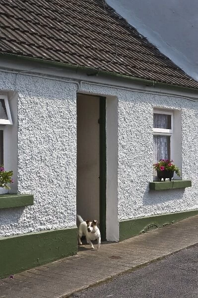 Ireland, County Mayo, Cong. Vacation cottage with Jack Russell Terrier in doorway