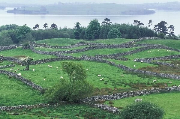 Ireland, County Mayo. Grazing sheep and stone walls