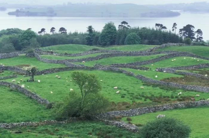 Framed Print : Ireland, County Mayo. Grazing sheep and stone walls Framed Print : Ireland, County Mayo. Grazing sheep and stone walls