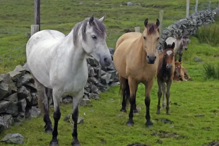 Framed Print : Ireland. Farm horses of the Connemara in Ireland Framed Print : Ireland. Farm horses of the Connemara in Ireland