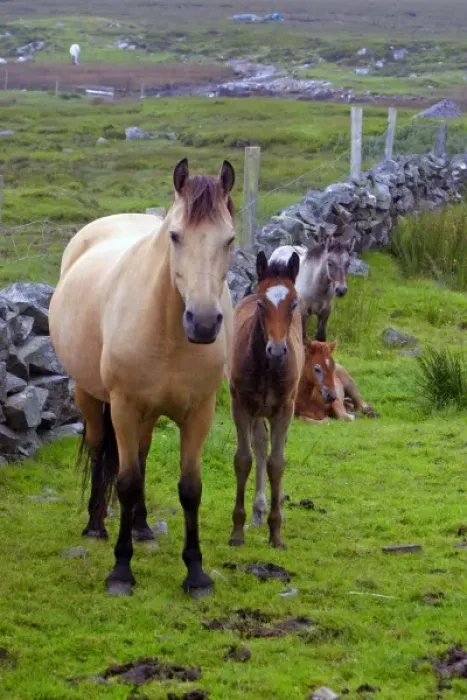 Framed Print : Ireland. Farm horses of the Connemara in Ireland Framed Print : Ireland. Farm horses of the Connemara in Ireland