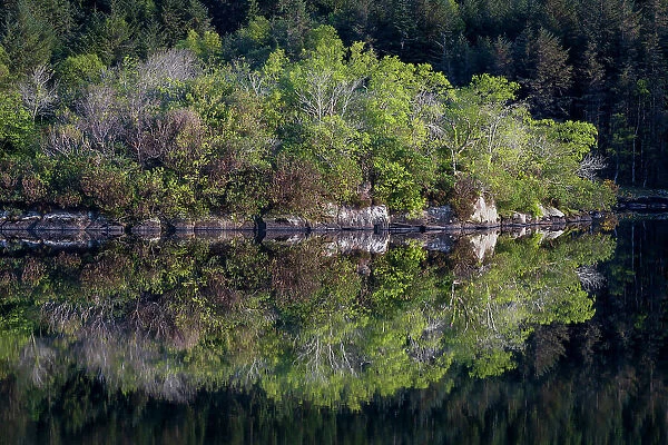 Ireland. Forest and rock shore reflections on Lake Cummeenduff