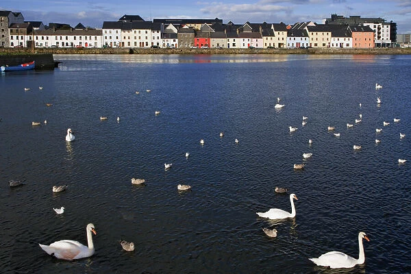 Ireland, Galway. Birds in Galway Bay. Credit as: Dennis Flaherty  /  Jaynes Gallery  /  DanitaDelimont