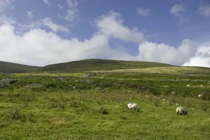 Framed Print : IRELAND, Kerry, Dingle Peninsula. Sheep