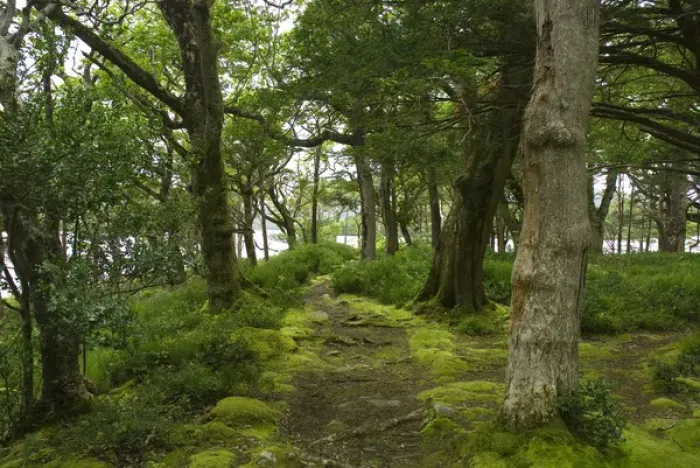 Framed Print : IRELAND, Kerry, Killarney National Park. HIking trails near Muckross House Framed Print : IRELAND, Kerry, Killarney National Park. HIking trails near Muckross House