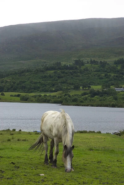 IRELAND, Kerry, near Killarney. Horse near Guitane Lough