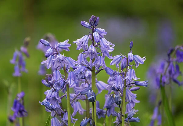 Ireland, Killarney National Park. Close-up of bluebell flowers