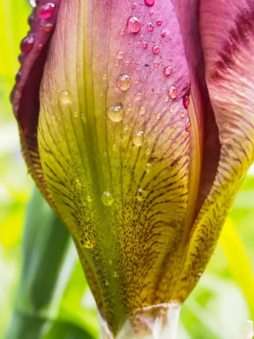 Framed Print : Iris bud covered with water
