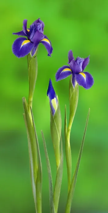 Framed Print : Iris Flowers