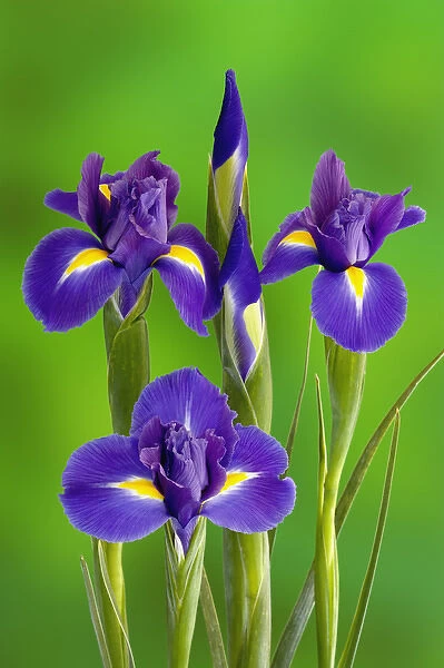 Iris Flowers