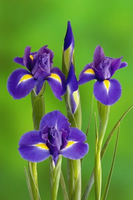 Framed Print : Iris Flowers
