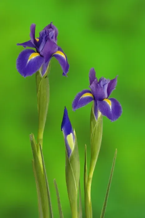 Framed Print : Iris Flowers