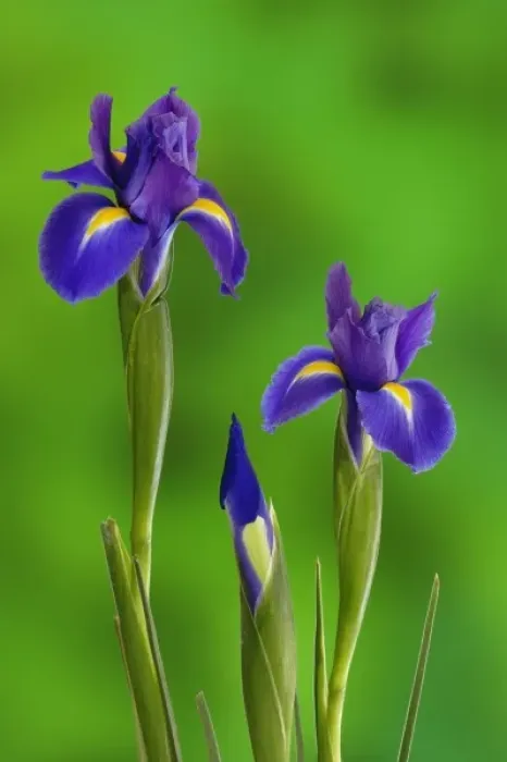 Framed Print : Iris Flowers Framed Print : Iris Flowers