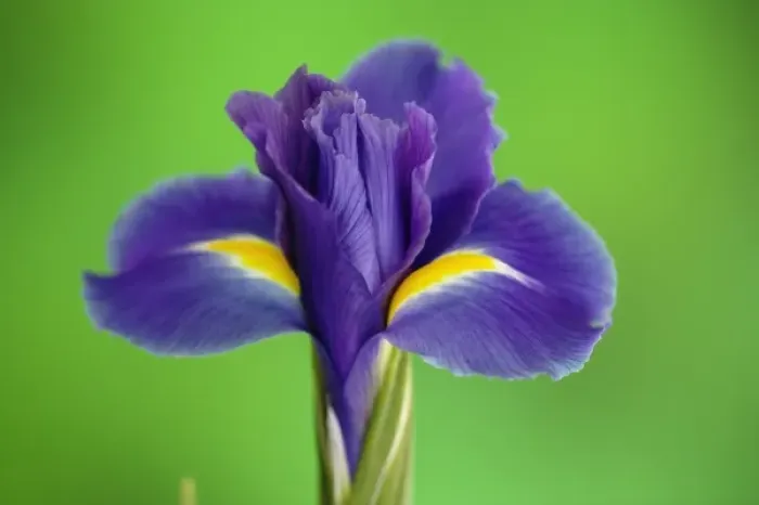 Framed Print : Iris Flowers