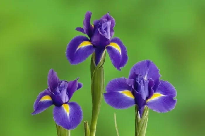 Framed Print : Iris Flowers Framed Print : Iris Flowers