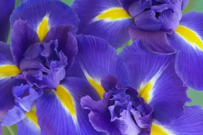 Framed Print : Iris flowers Framed Print : Iris flowers