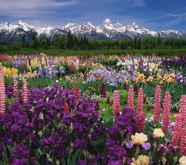 Iris and Lupine garden and Teton Range, Digital Composite