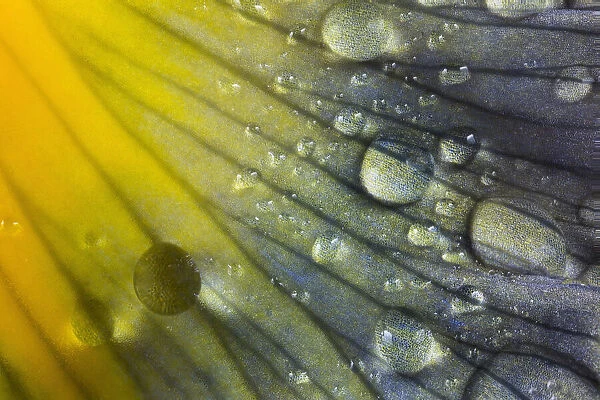 Iris petal with raindrops