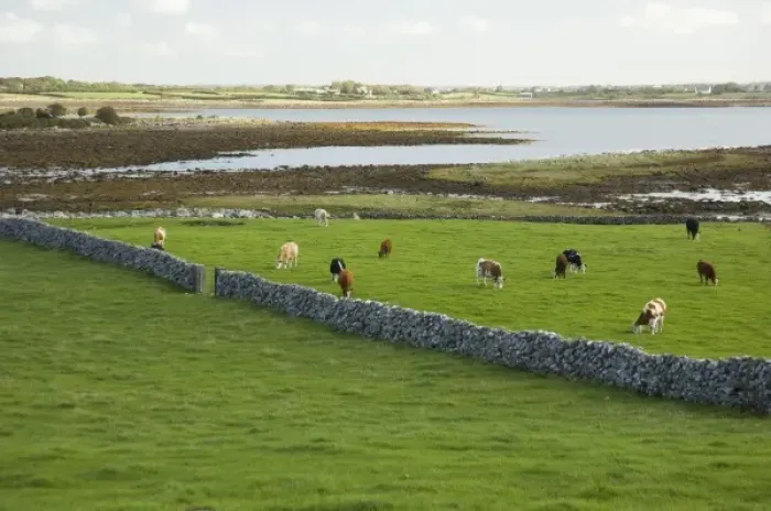 Framed Print : Irish Countryside, County Galway, Ireland, Farm, Cows, Stonefence Framed Print : Irish Countryside, County Galway, Ireland, Farm, Cows, Stonefence