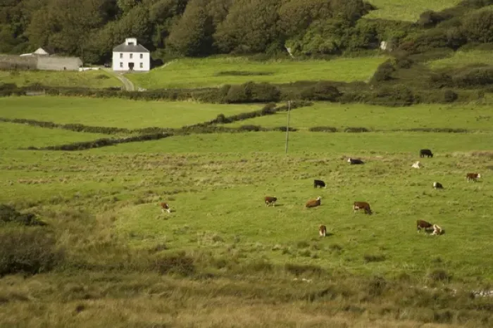 Framed Print : Irish Countryside, Ireland, Farm, Cows Framed Print : Irish Countryside, Ireland, Farm, Cows