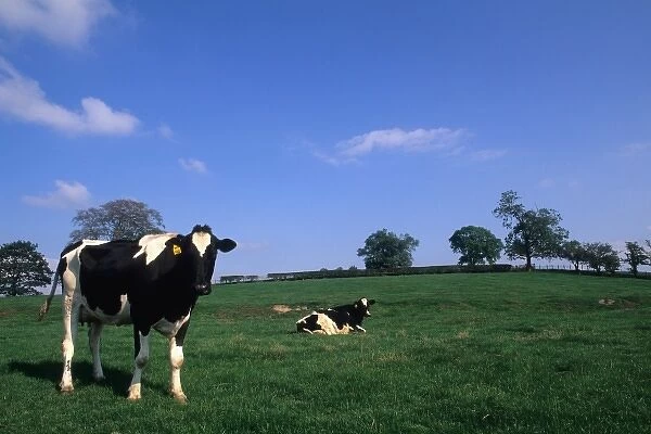 Irish farmland with cows near Dublin Ireland