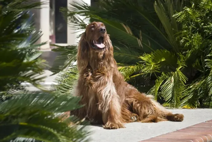 Framed Print : An Irish Setter sitting an a patio surrounded by cycads Framed Print : An Irish Setter sitting an a patio surrounded by cycads