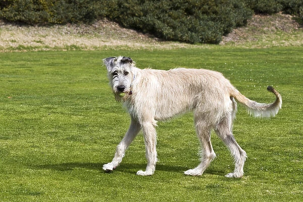 An Irish Wolfhound puppy playing with ball it his mouth