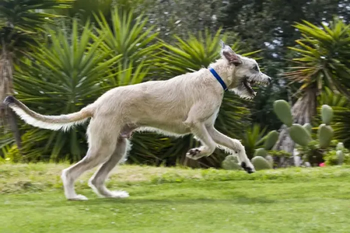 Framed Print : An Irish Wolfhound puppy running in a park Framed Print : An Irish Wolfhound puppy running in a park
