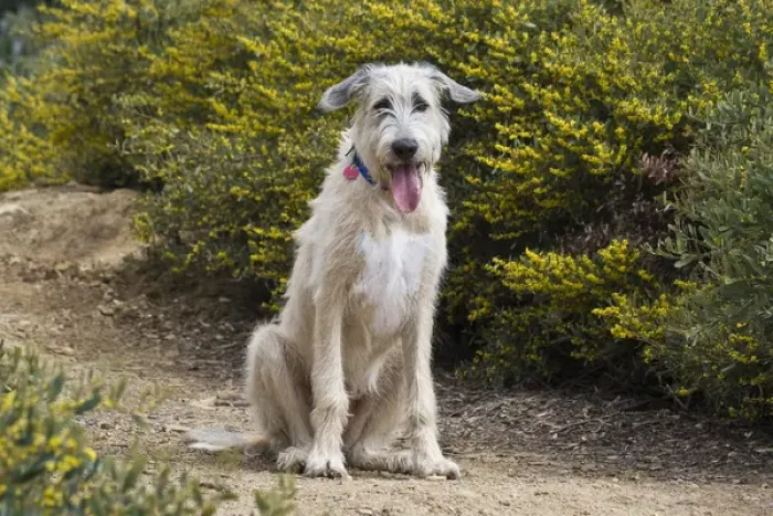 Framed Print : An Irish Wolfhound puppy sitting on a garden pathway Framed Print : An Irish Wolfhound puppy sitting on a garden pathway