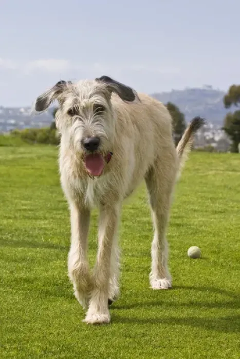 Framed Print : An Irish Wolfhound puppy walking away from his ball Framed Print : An Irish Wolfhound puppy walking away from his ball