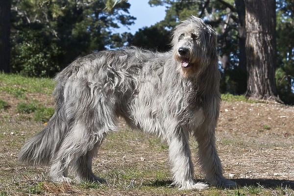 An Irish Wolfhound standing in a field with pine trees