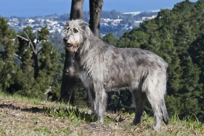 Framed Print : An Irish Wolfhound standing on a hill with pine trees Framed Print : An Irish Wolfhound standing on a hill with pine trees