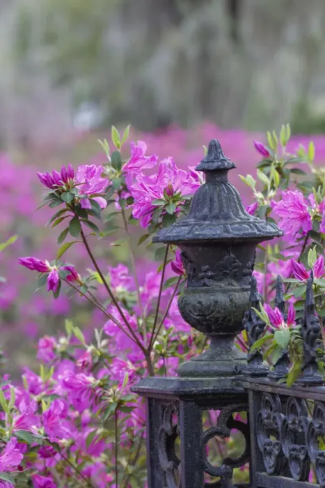 Framed Print : Iron fence and azaleas in full bloom, Bonaventure Cemetery, Savannah, Georgia