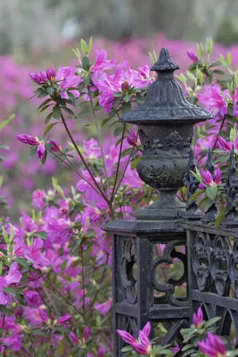 Framed Print : Iron fence and azaleas in full bloom, Bonaventure Cemetery, Savannah, Georgia Framed Print : Iron fence and azaleas in full bloom, Bonaventure Cemetery, Savannah, Georgia