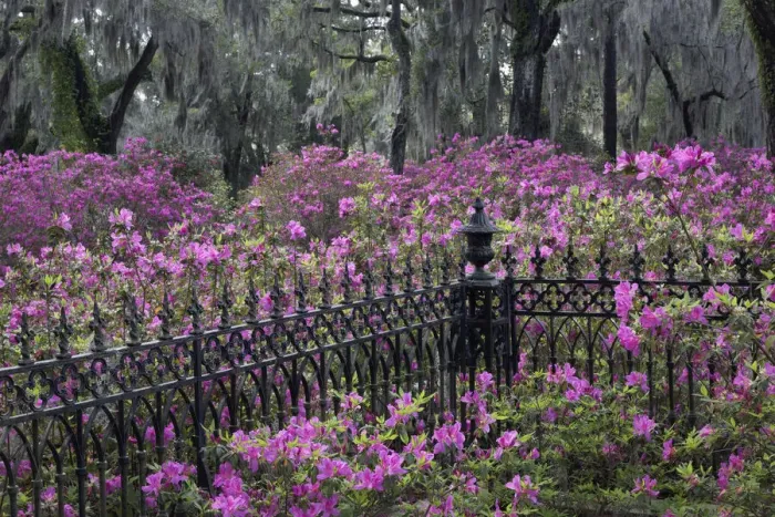 Framed Print : Iron fence and azaleas in full bloom, Bonaventure Cemetery, Savannah, Georgia Framed Print : Iron fence and azaleas in full bloom, Bonaventure Cemetery, Savannah, Georgia