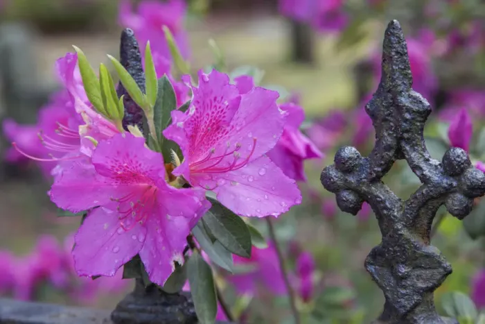Framed Print : Iron fence and azaleas in full bloom, Bonaventure Cemetery, Savannah, Georgia Framed Print : Iron fence and azaleas in full bloom, Bonaventure Cemetery, Savannah, Georgia