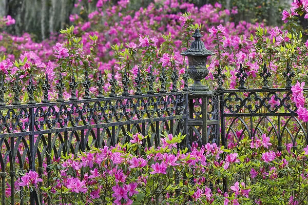 Iron fence and azaleas in full bloom, Bonaventure Cemetery, Savannah, Georgia