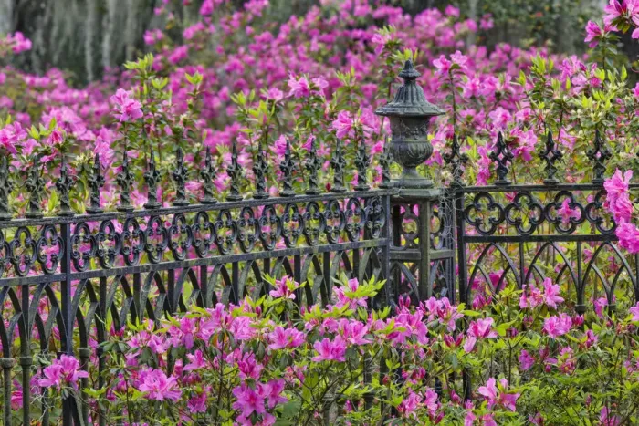 Framed Print : Iron fence and azaleas in full bloom, Bonaventure Cemetery, Savannah, Georgia Framed Print : Iron fence and azaleas in full bloom, Bonaventure Cemetery, Savannah, Georgia