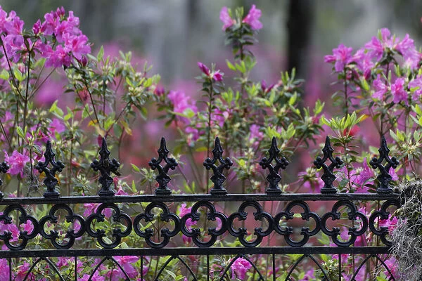 Iron fence and azaleas in full bloom, Bonaventure Cemetery, Savannah, Georgia
